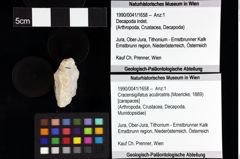 Foto (Objket + Etiketten) von Goniodromites bidentatus (Reuss, 1858) 